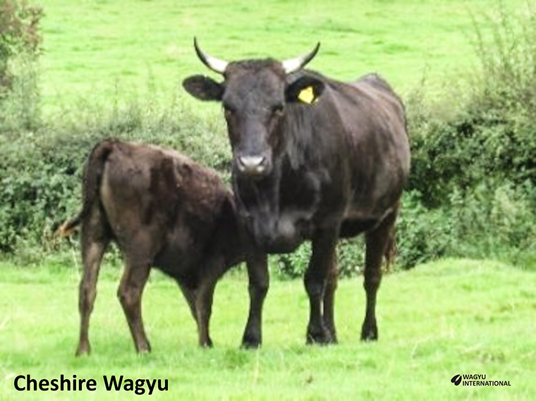 Photo of Wagyu cow and calf on pasture at Cheshire Wagyu